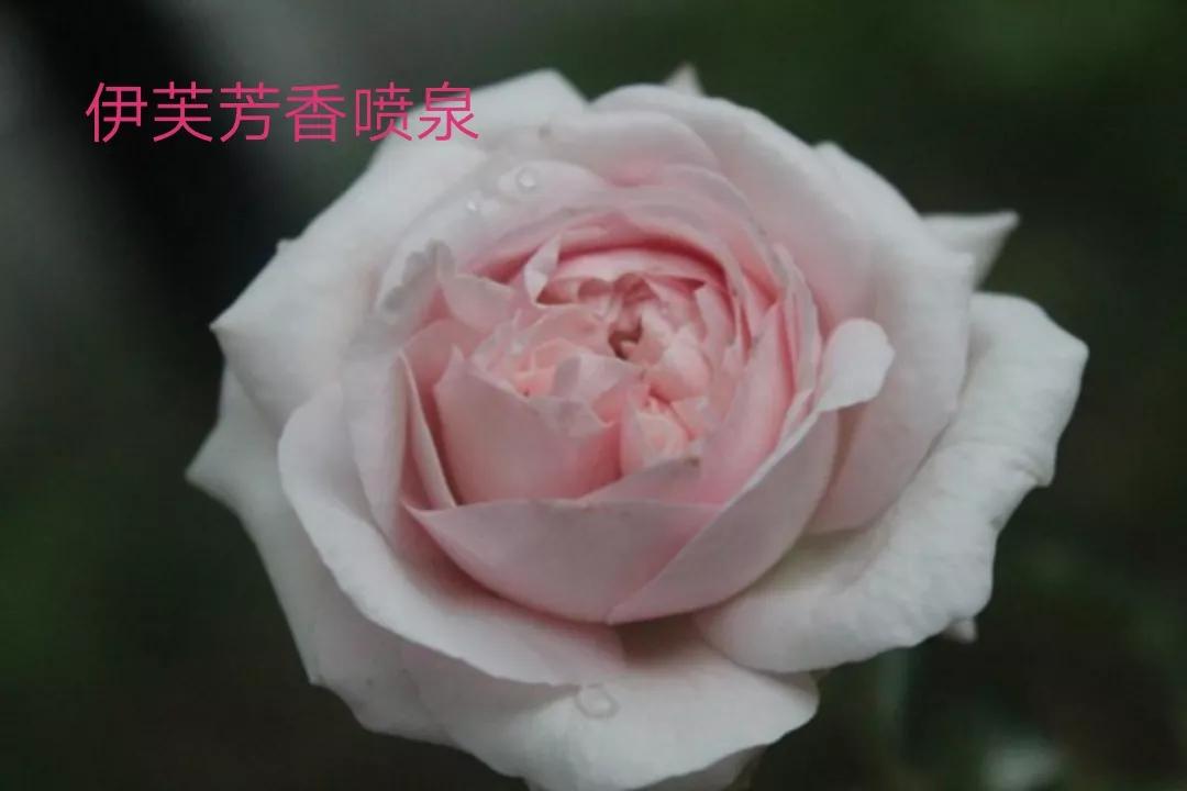 白荔枝玫瑰花语是什么（常见切花月季一览）