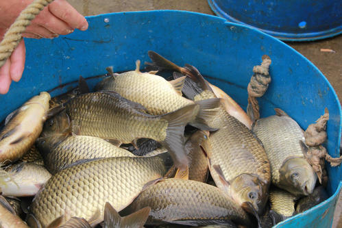 鱼病频频增加，一种杂交鱼成养殖新宠，肉质鲜嫩，一斤卖18元