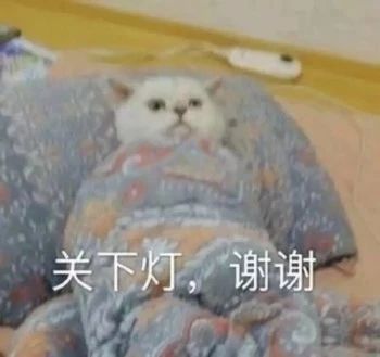 性感猫咪，在线陪聊