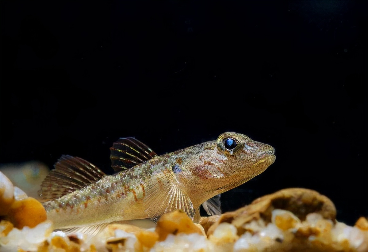 最小的鱼有多小(世界上最小的鱼胖婴鱼体长仅7毫米)