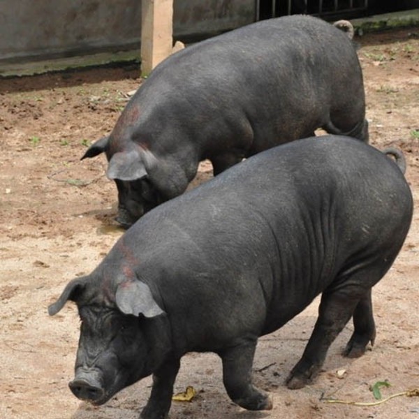 养殖莱芜黑猪赚钱吗？莱芜黑猪养殖成本、效益分析