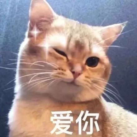 猫咪表情包合集王八蛋