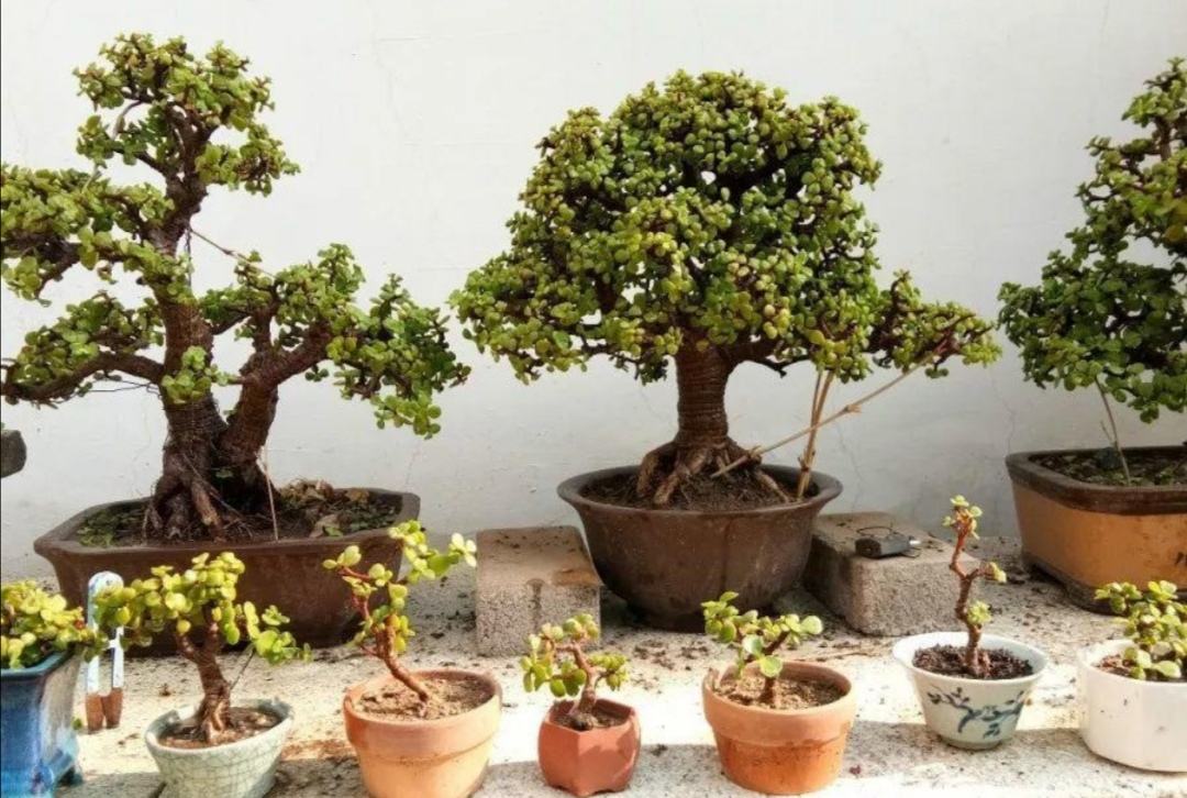 金枝玉叶花卉（金枝玉叶有6怕，难怪叶片哗哗掉，避开枝叶紧凑，二三年成老桩）