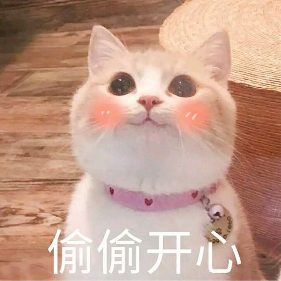 猫咪恋爱表情包｜发誓爱你一辈几