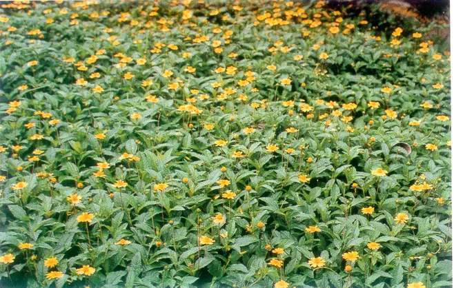 蟛蜞菊(这野花很难得，外形似菊花作用却更多，人称“蟛蜞菊”)