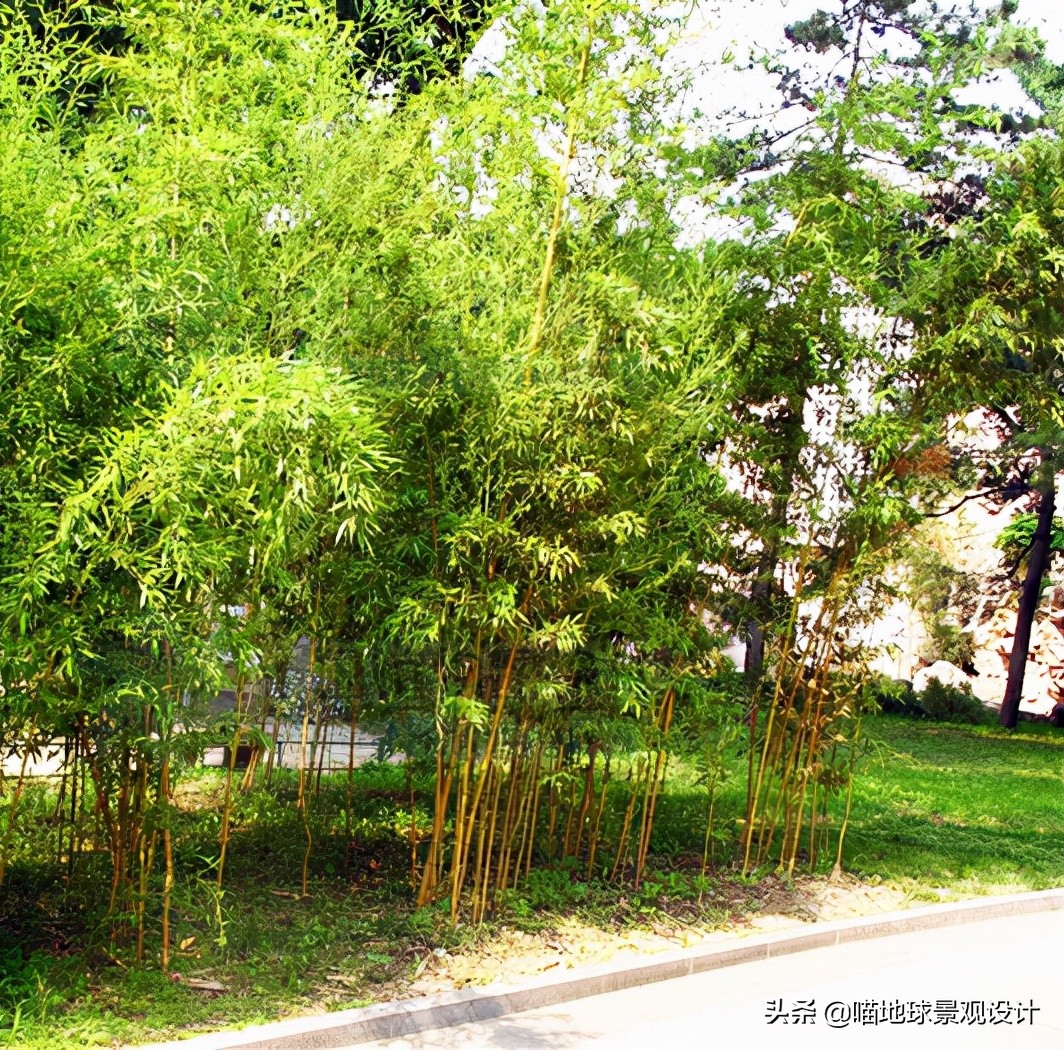 绿化竹子种类图片
