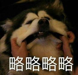 叫你略略略表情包