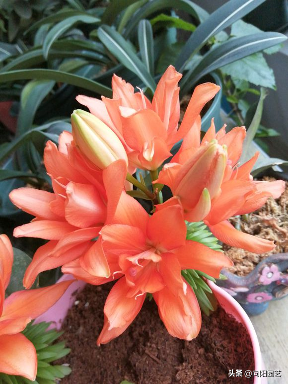 百合养护攻略，花期长达30天，简单4步教会你，春节正赶开花