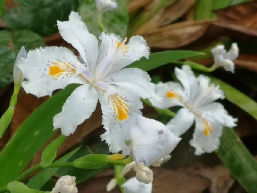 白蝴蝶花,白蝴蝶花图片