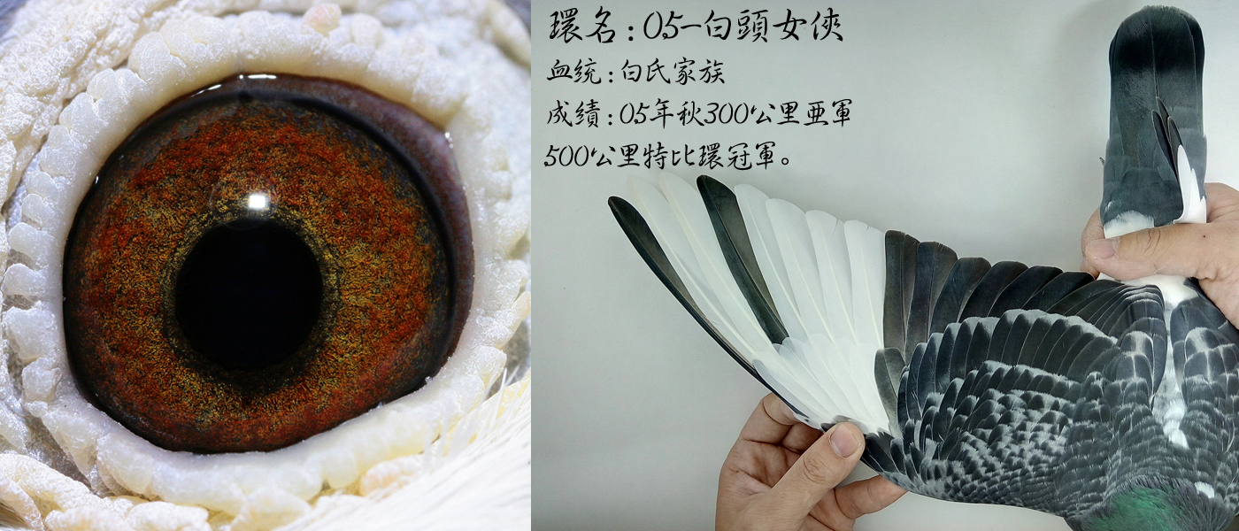 异色反目当优？