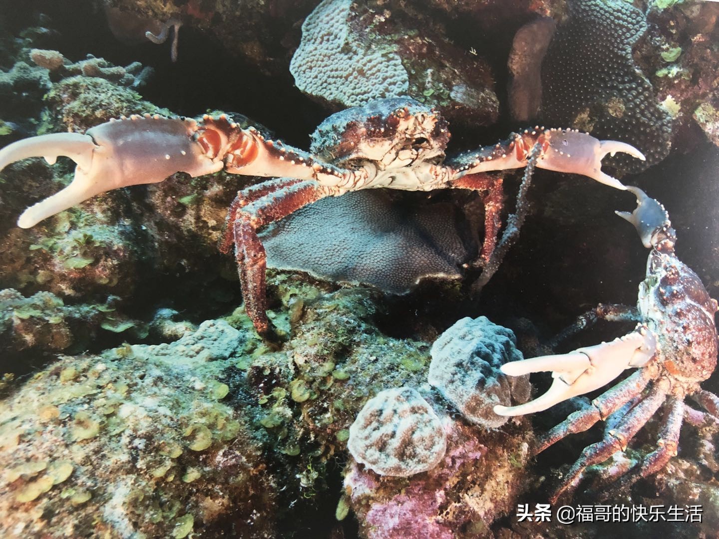 了解甲壳类动物的奥秘,是正确食用壳类动物的基础