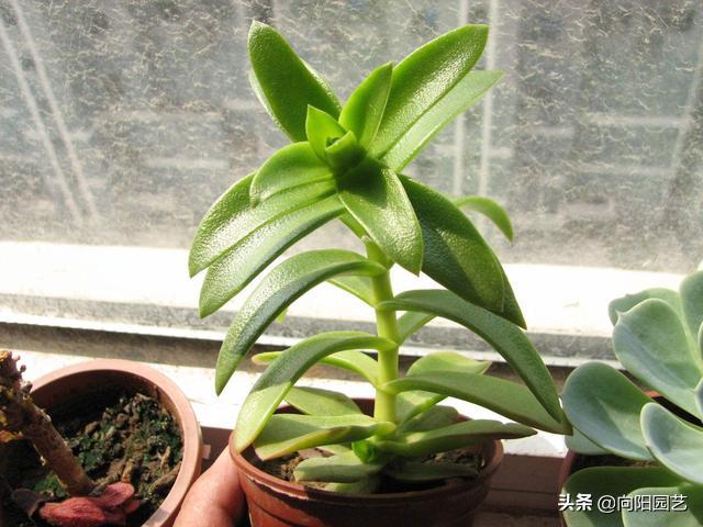 多肉出现了徒长,2个原因造成,适当砍头增加光照,一棵变3棵
