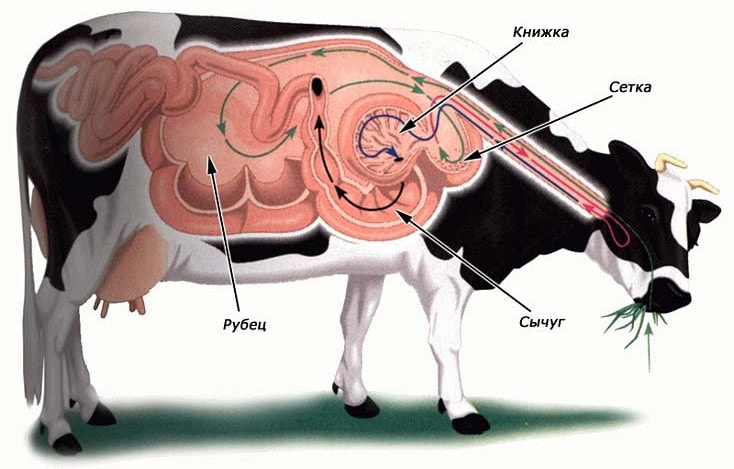不知道在掏些什么,而奶牛似乎悠然自得的在一旁嚼食反刍的草料!