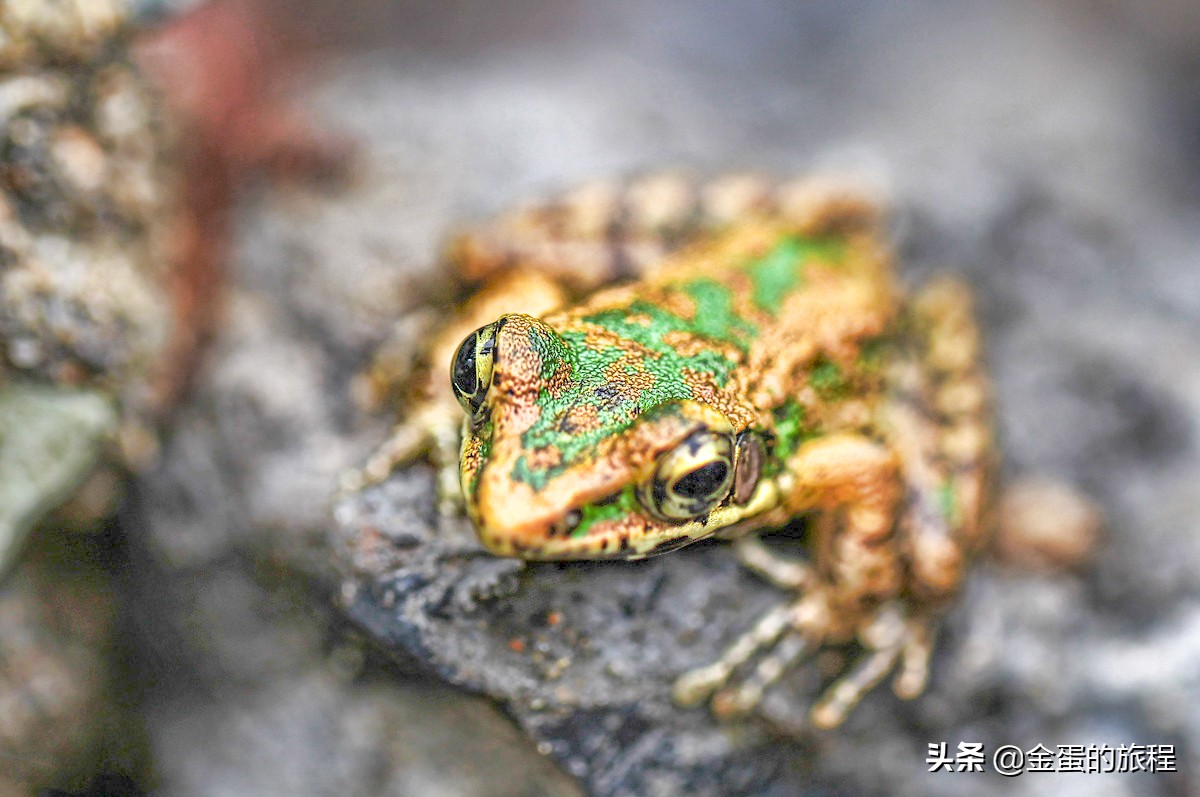千岛湖在哪里个城市（中国最大的人工湖5A级风景区）