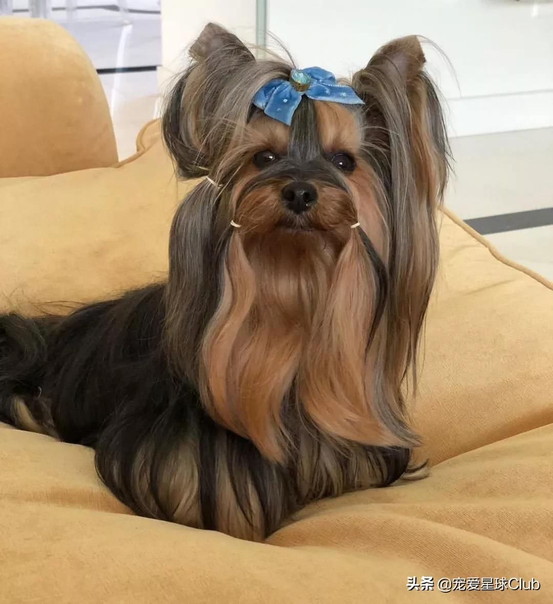 约克夏犬,英国的捕鼠小公主