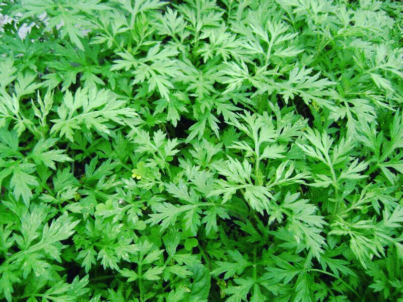 端午节几天假,端午节几天假?