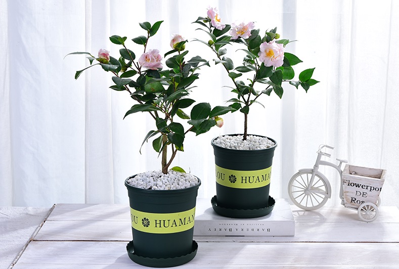 哪些木本植物适合在家里养?