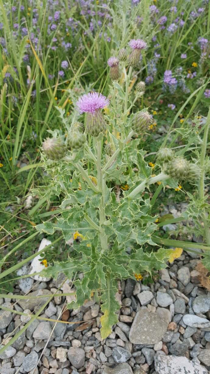 大蓟的食用方法 -骁龙网