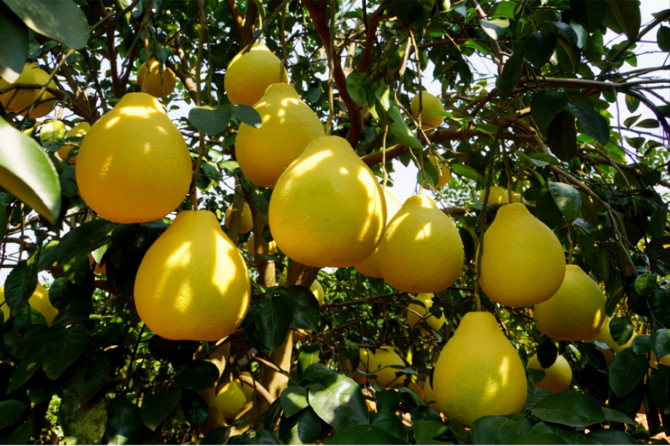 3,广东梅州(梅州金柚)