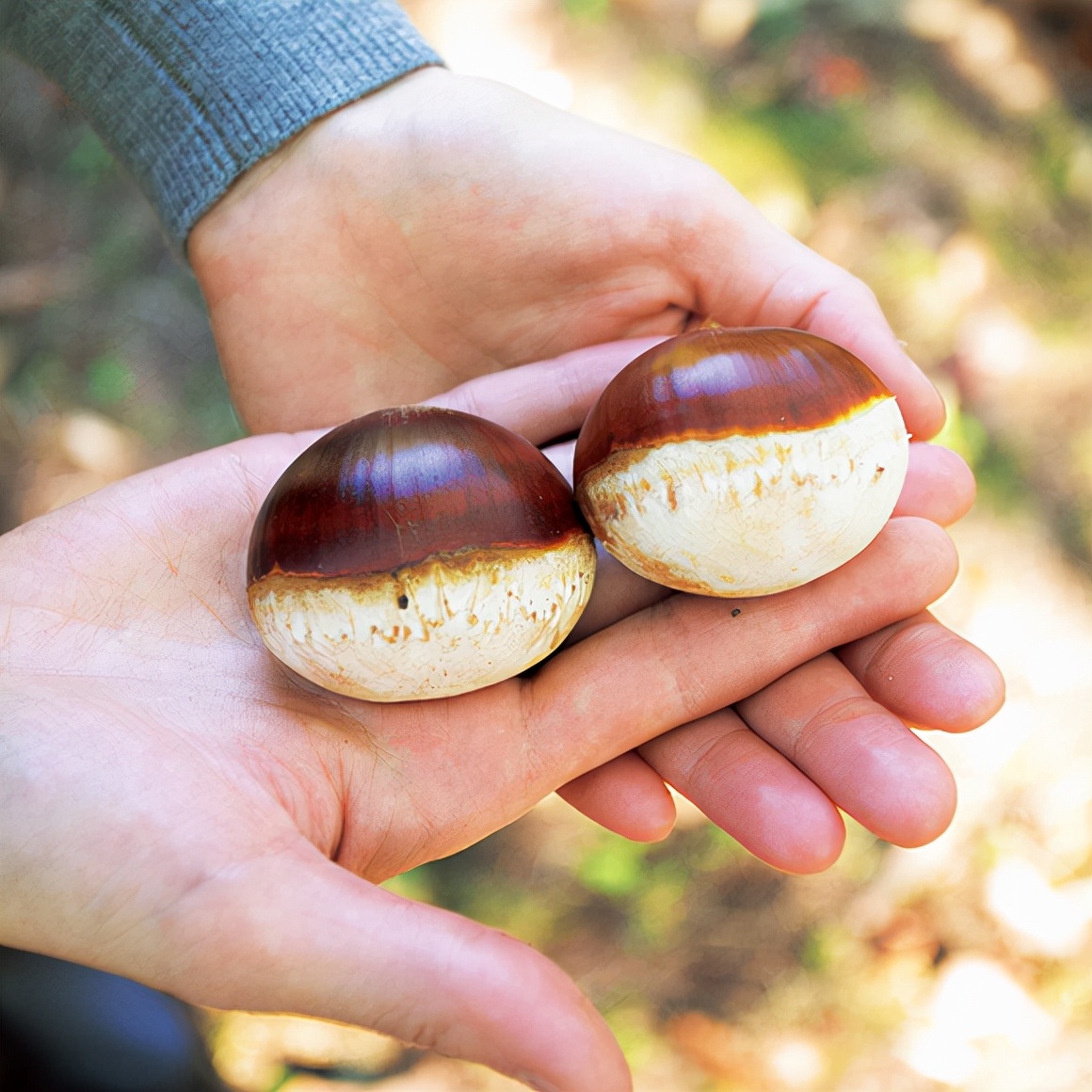 沐夏生活美学｜长谷川弓子在《大栗子》树下