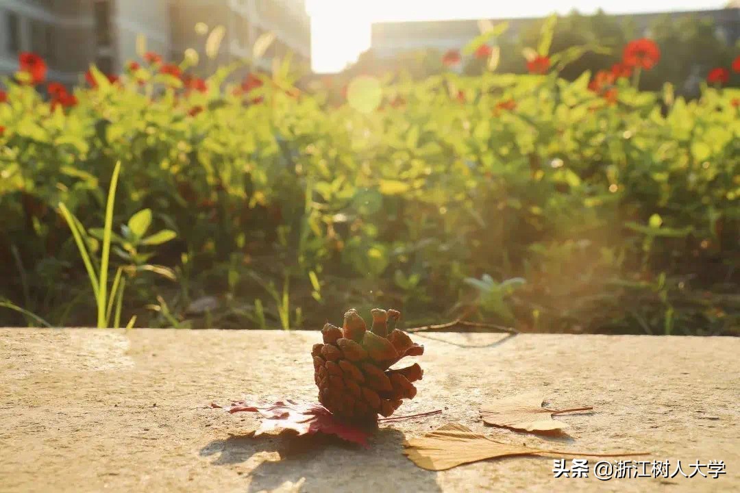 杭州就读，新增5个专业，浙江树人大学专升本2020年招生简章