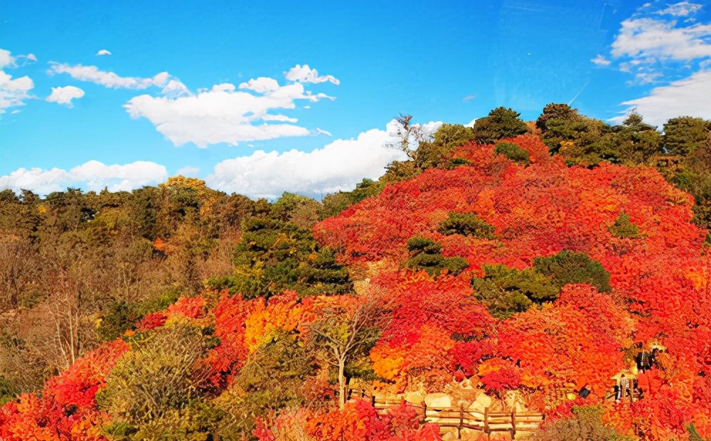 山西秋色正浓：十大枫叶观赏胜地排行榜