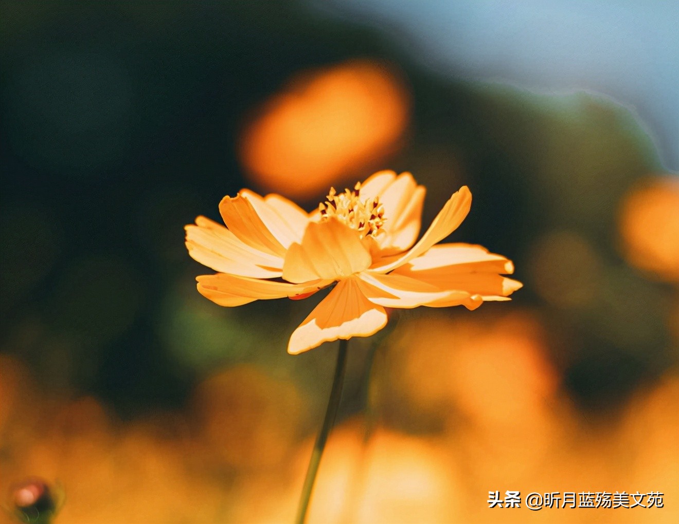 心守一抹暖阳,等待一场重逢