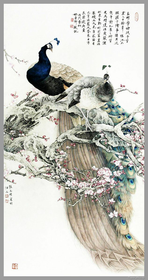 孔雀东南飞！高贵、冷艳的白孔雀