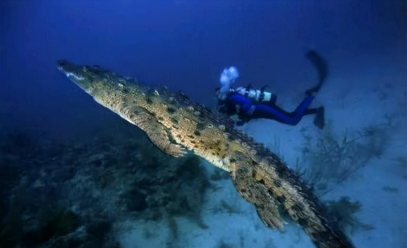 湾鳄,鳄鱼界的一哥,也是世界上体型最大最长的鳄鱼.