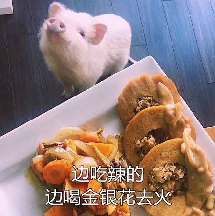 精致猪精中年少女养生指南表情包