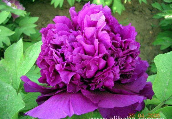 硬紫黄鹤楼多少钱一包(花开富贵唯牡丹) - 价格百科