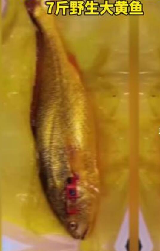 野生大黃魚為什么這么貴,