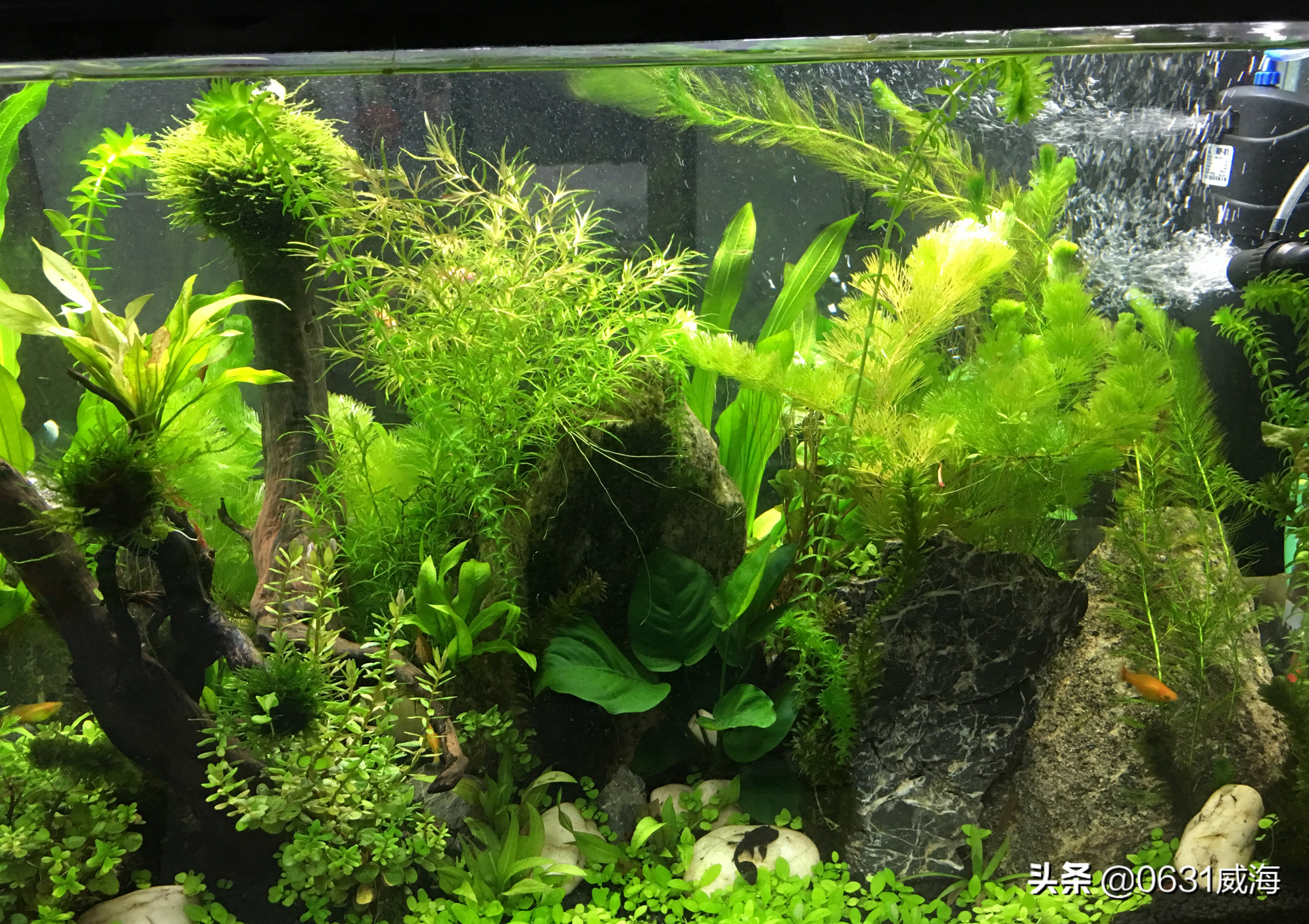 蜈蚣草水草怎么养(蜈蚣草的养护方法讲解)
