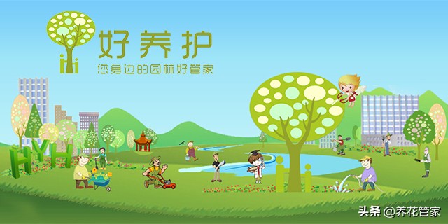 桃花的资料（带你一起去了解桃花的两系五类）