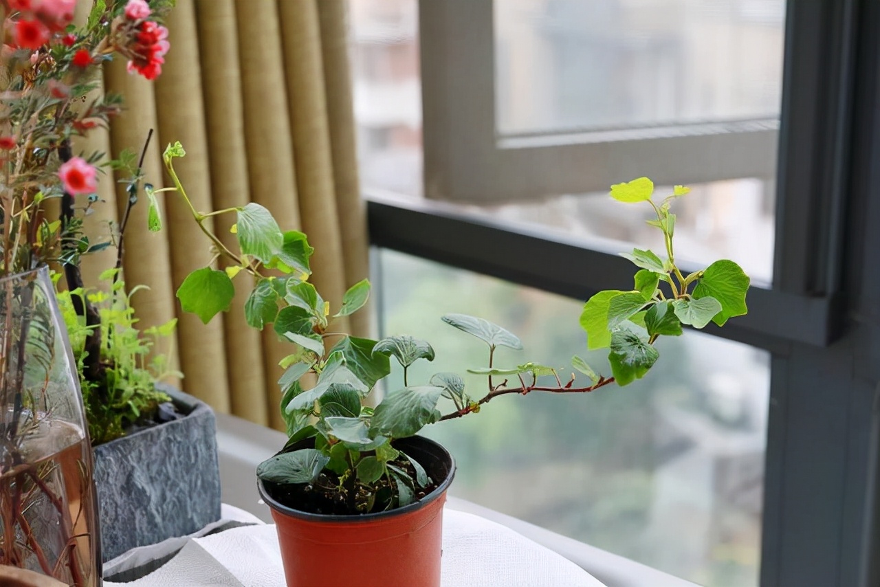 改善空气质量，就选这10种植物，效果不比专业的空气净化器差