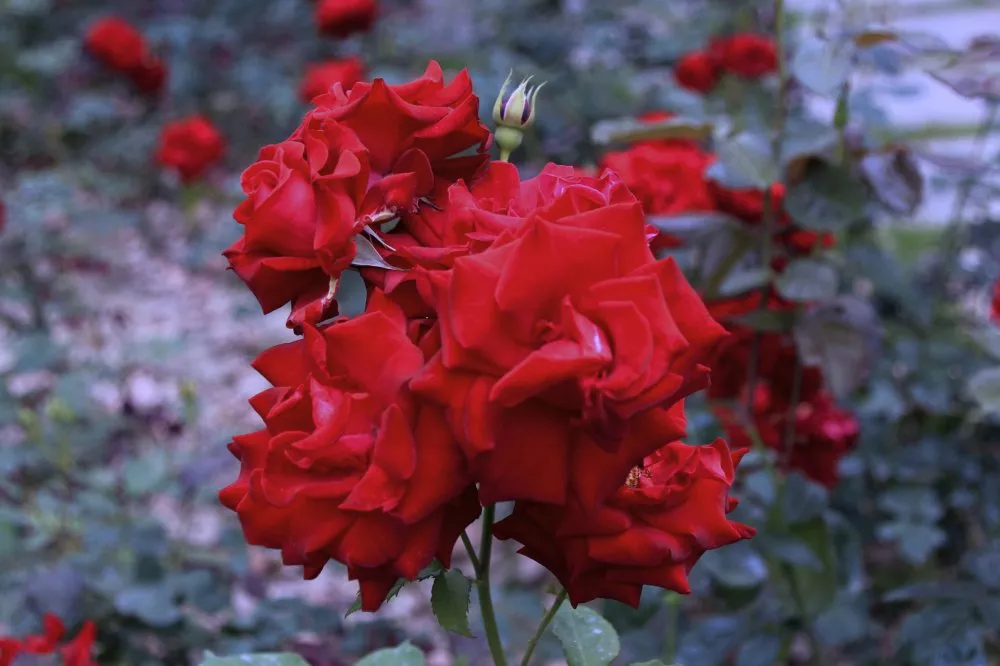 黄玫瑰的花语是什么意思（揭秘不同颜色的玫瑰蕴含的花语）