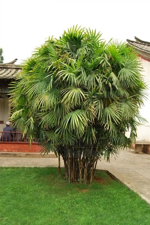 绿化树品种大全(100种绿化带或路边常见的花草树木)