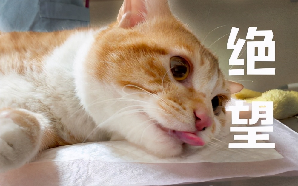 如果猫咪不做绝育的话，7年后会有什么变化？