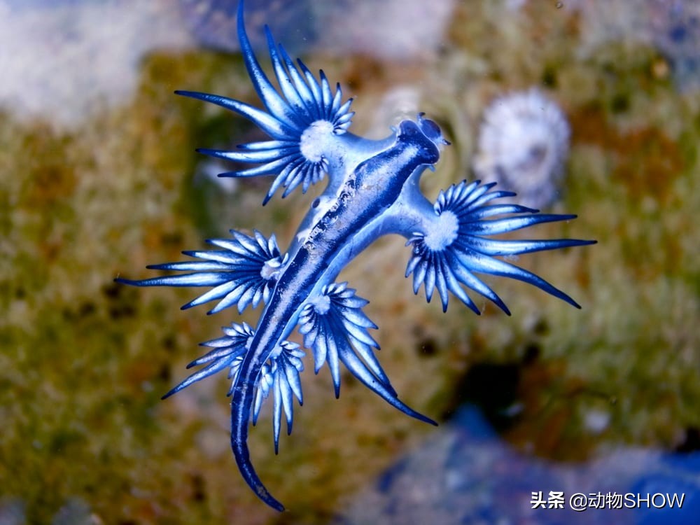 你知道世界上含有剧毒的10大微型物种吗?