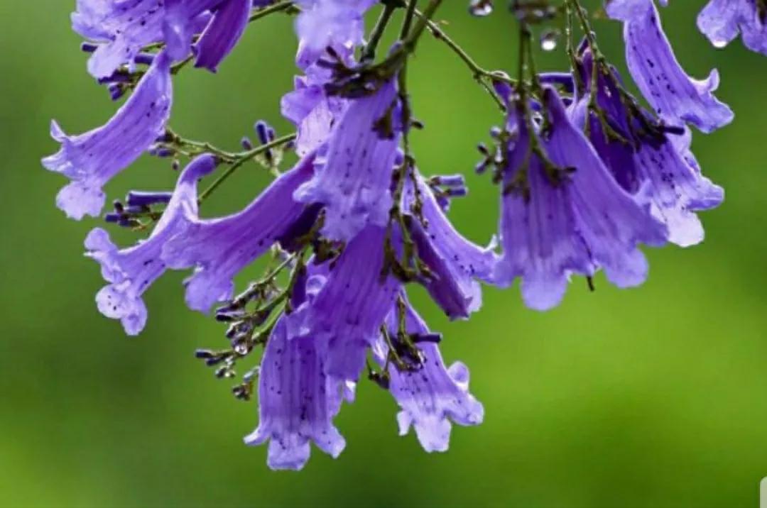 蓝楹花和蓝花楹区别（花语传说化蝶之蓝花楹）