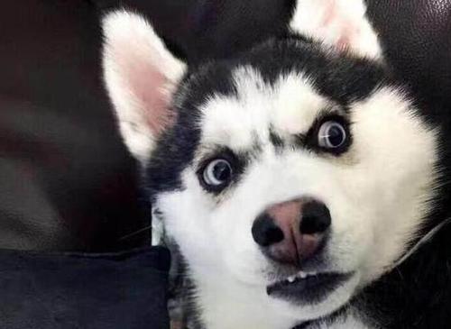 主人必看！狗狗智商大揭秘：这40种犬你家宝贝排第几？