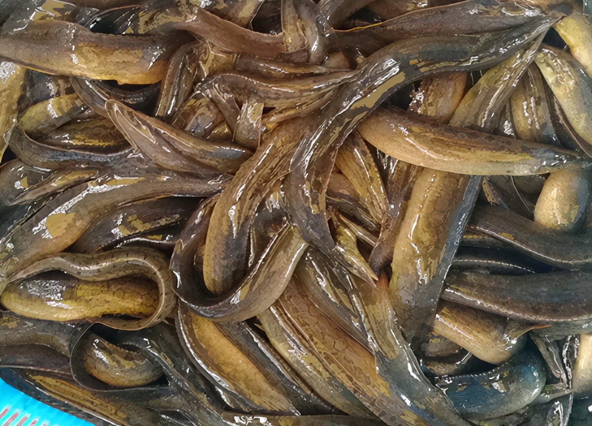 刀鳅鱼的营养价值图片