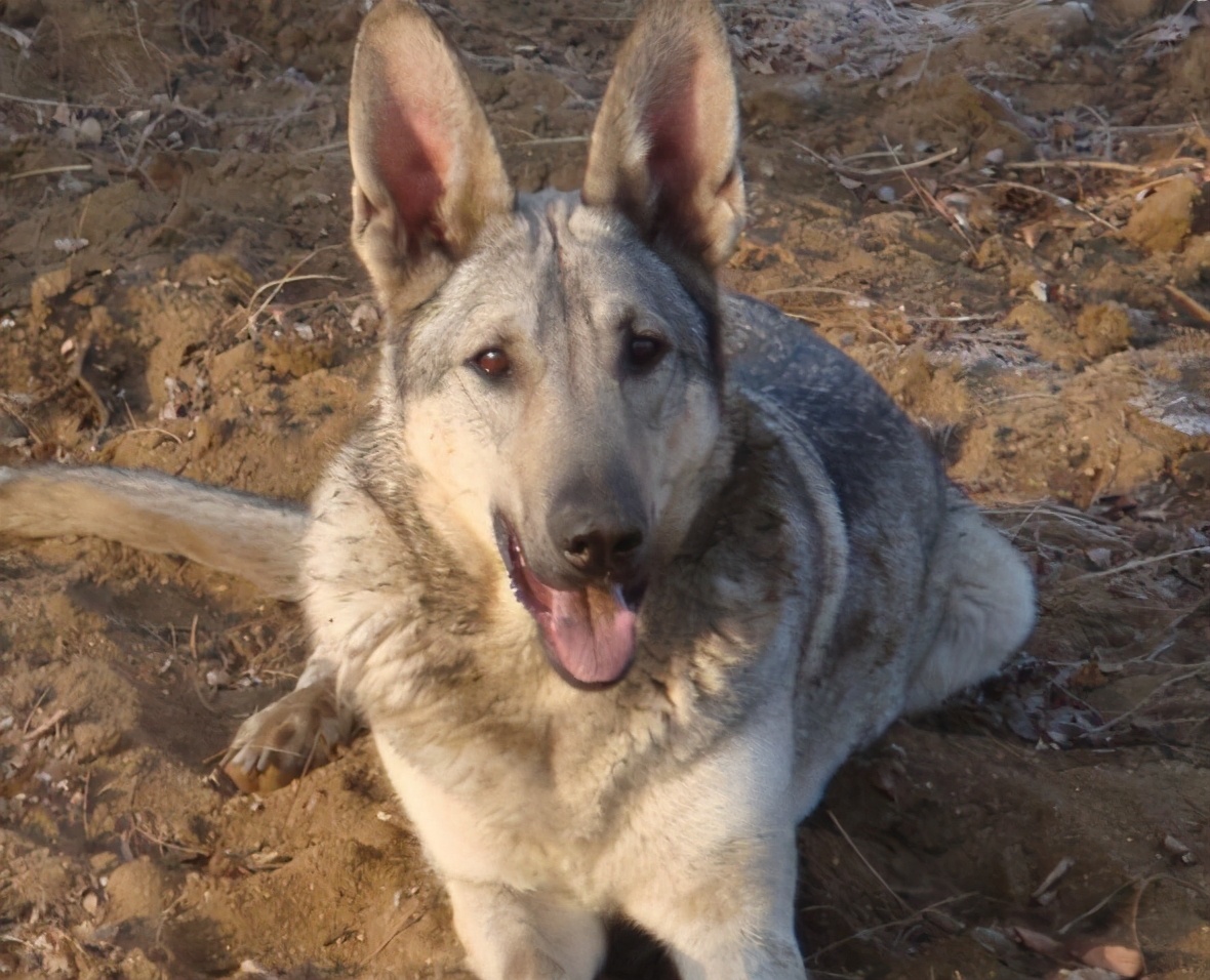 狼青犬是一只不怎么挑食的狗狗,只要是主人给它的食