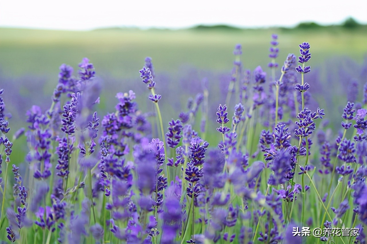 这5种花，纯正的紫罗兰色，天然又纯粹，太美了