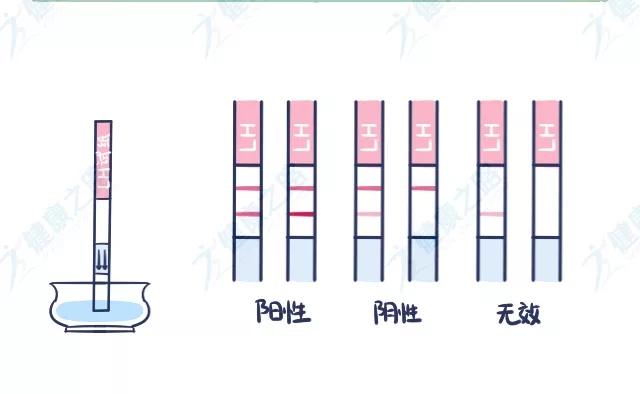 排卵日要怎么算？教你“算、看、测、验”4招，总有一款适合你