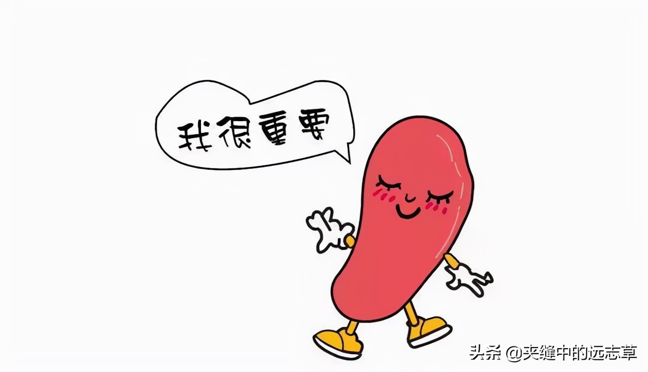阴阳两虚，脾肾不足？一剂还少丹，阴阳双补，补脾益肾，交通心肾