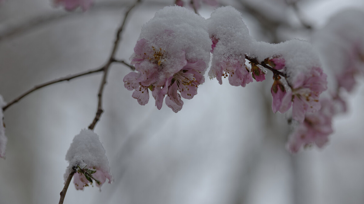 冬雪厚重，春雪灵动，多少调皮可爱的雪花在古诗词里跳跃