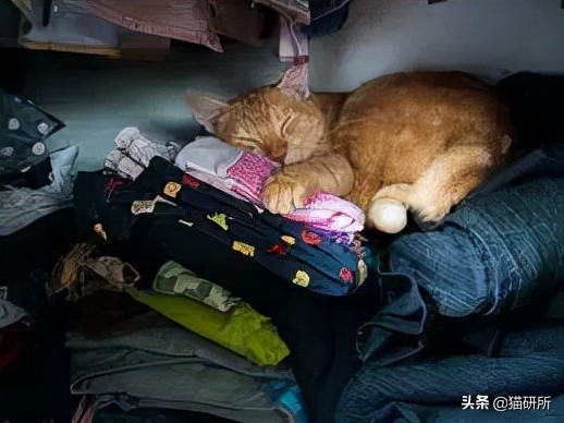 猫咪为啥沉迷吸鞋？这样会传染脚气吗？