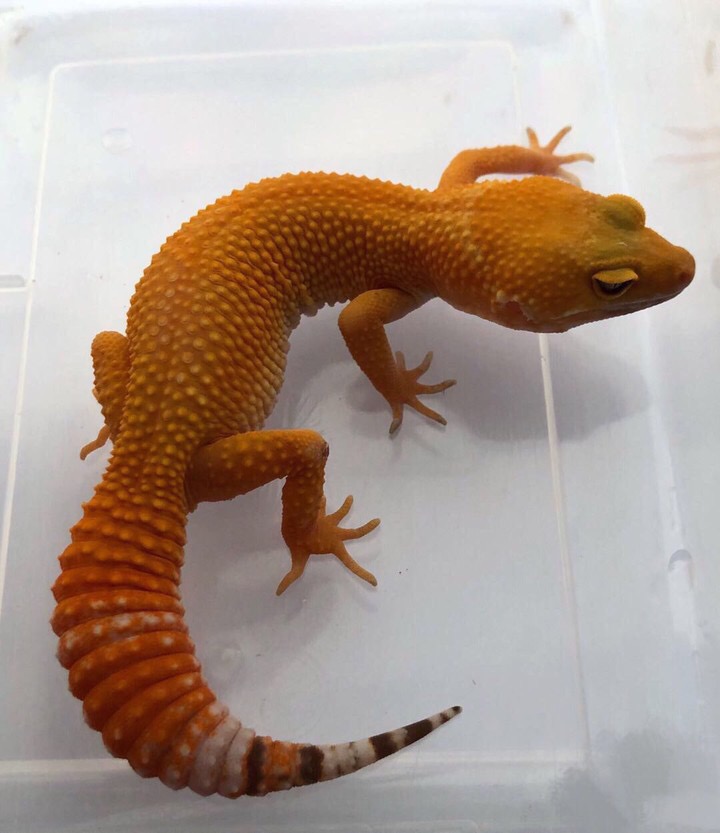 守宫是什么守宫是什么动物咬人吗