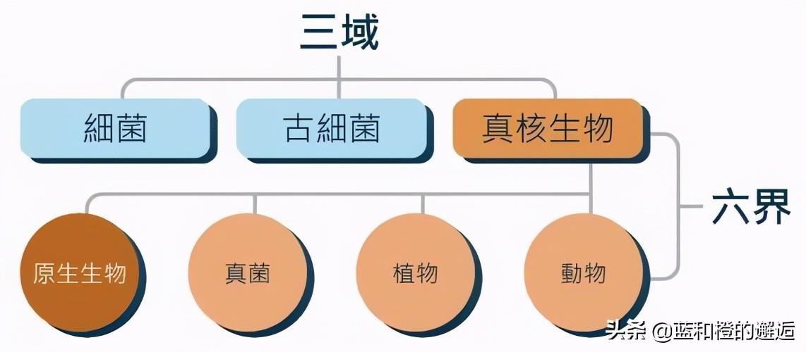 生物分类中超纲是什么意思(你对生物分类了解多少？)